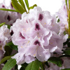 rhododendron-hybride-calsap.jpg