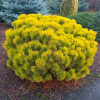 Sosna Winter Gold_-1000x1000
