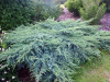 Blue_Swede-2.webp@webp